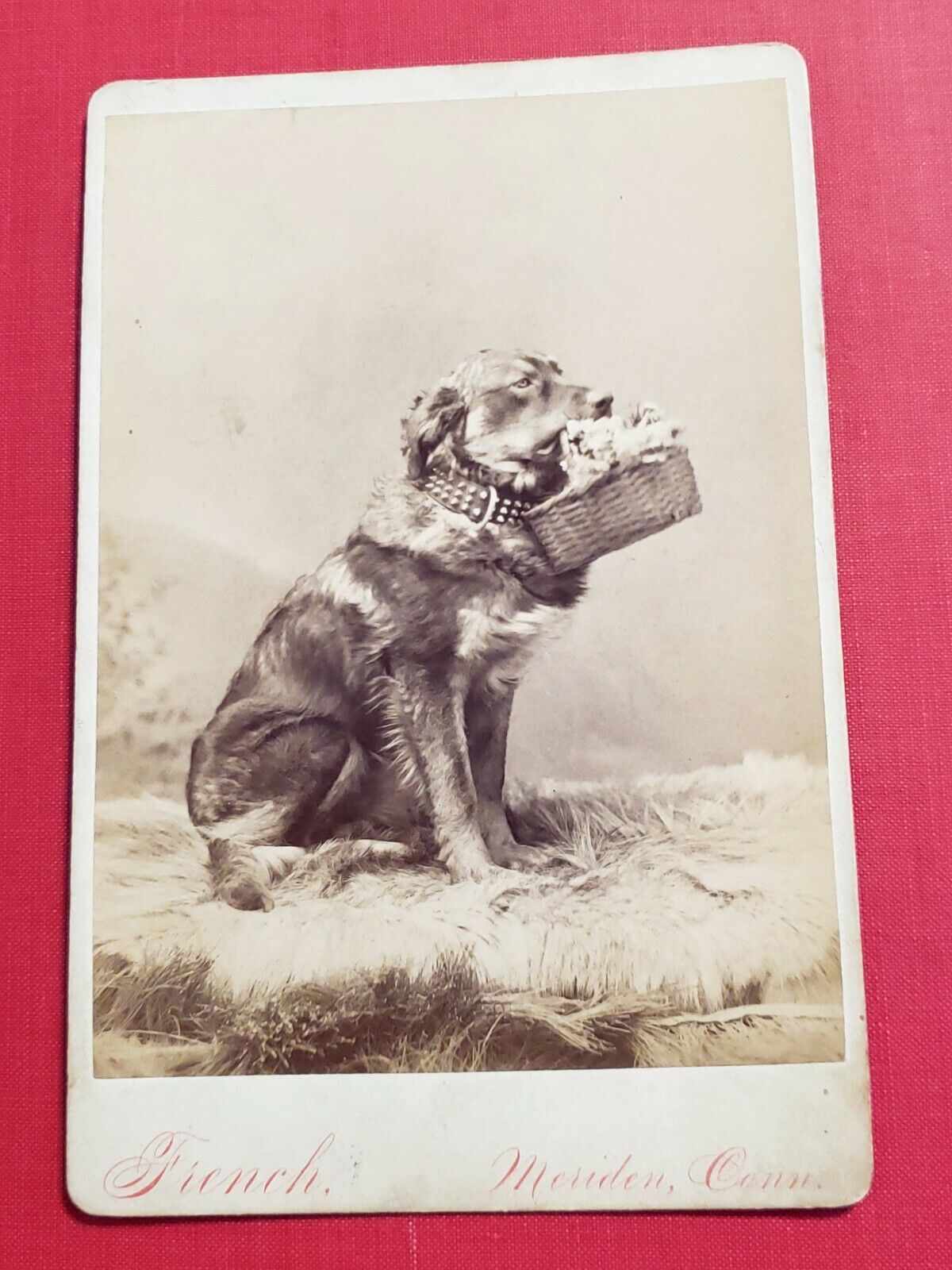 SWEET ANTIQUE DOG HOLDING BASKET OF FLOWERS CABINET CARD  BY FRENCH MERIDEN, CT