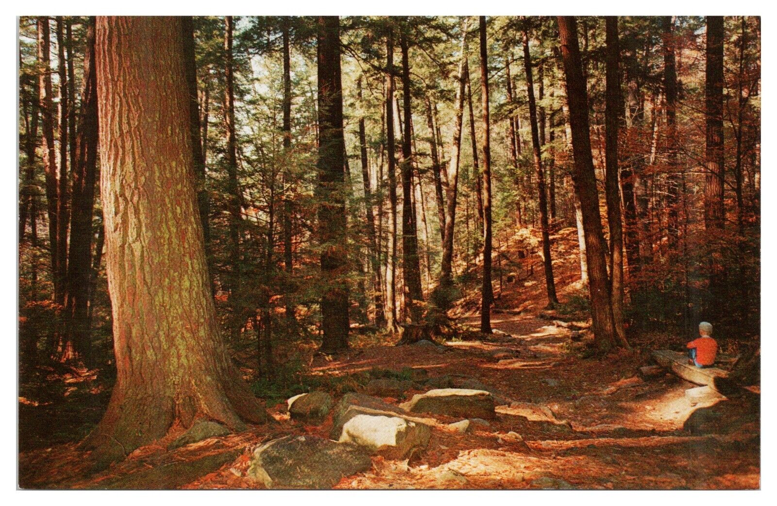 Vintage Forest Cathedral Cook Forest State Park PA Postcard Unposted Chrome