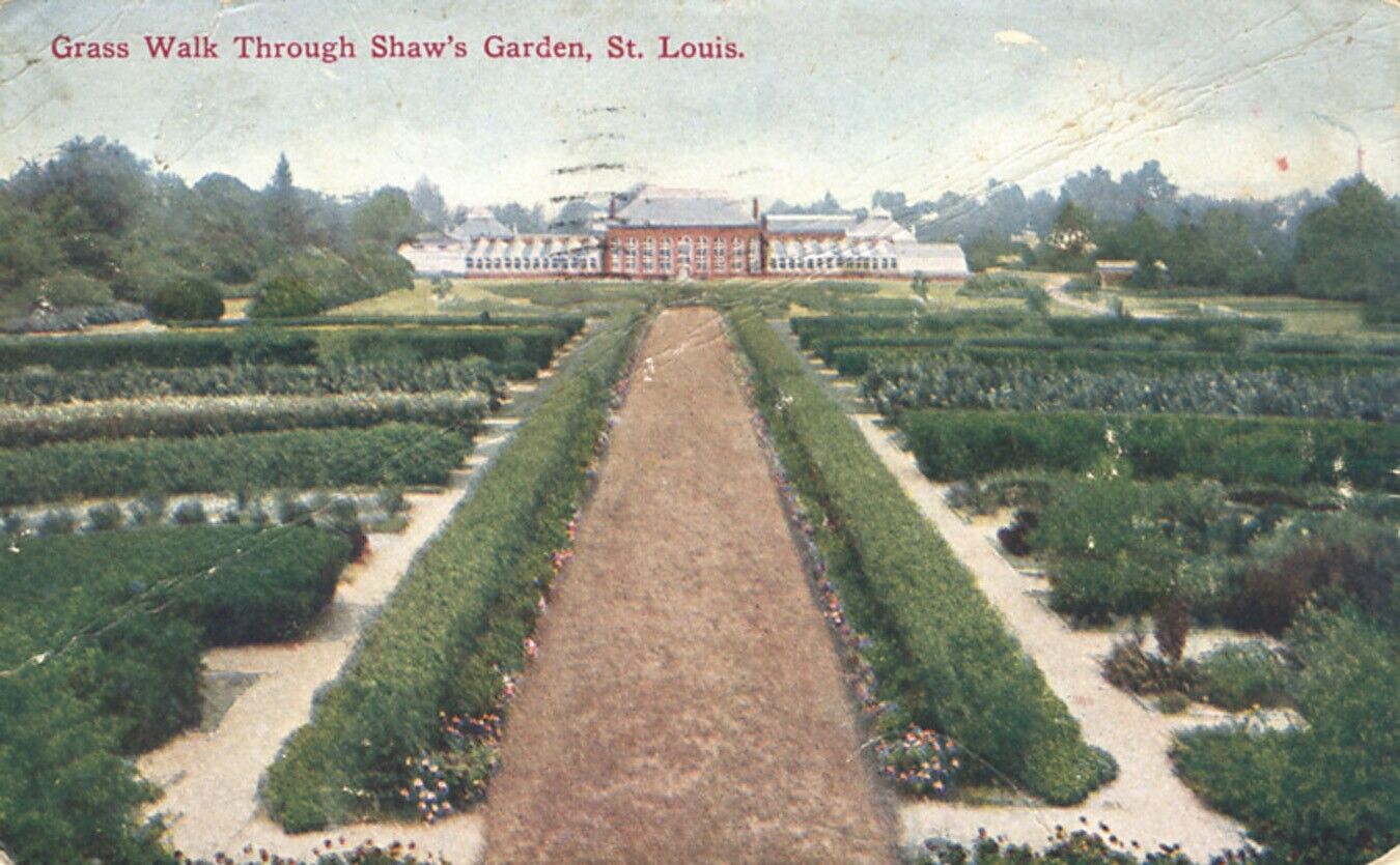 Grass Walk thru Shaws Garden St Louis Missouri 1910 Postcard