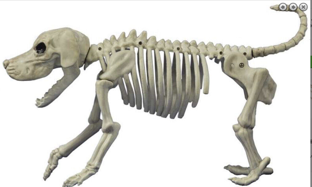 Crazy Bonez Skeleton Beagle Prop (a)