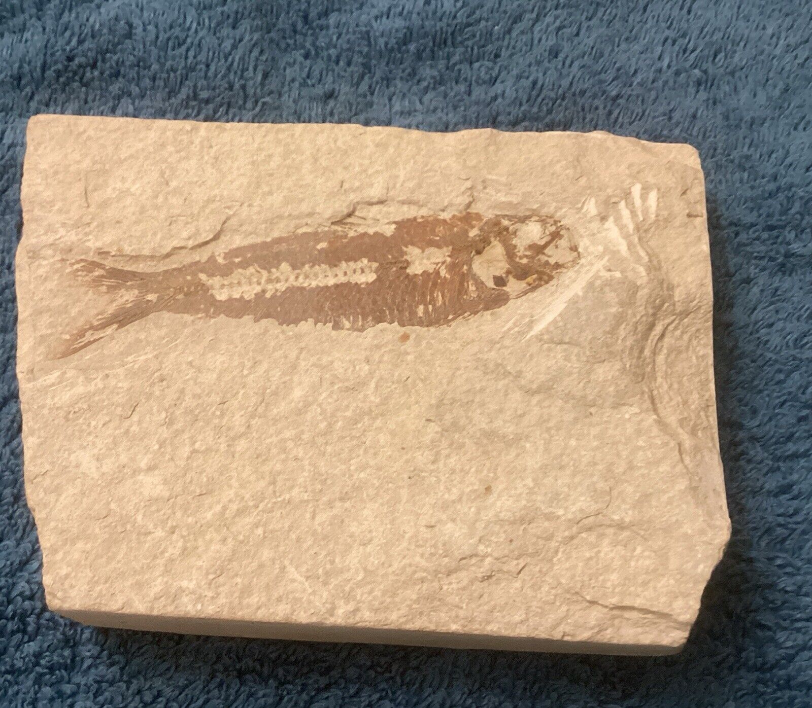 Diplomystus dentatus Fossil Fish