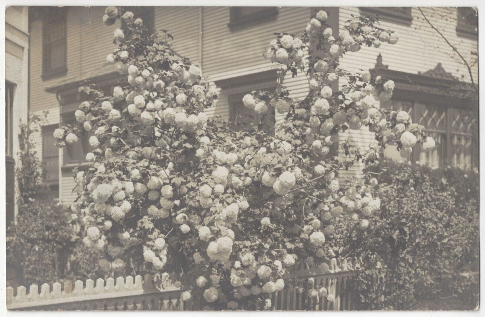 1910 Fitchburg, Oakland, California REAL PHOTO Residential Home, Huge Rose Bush