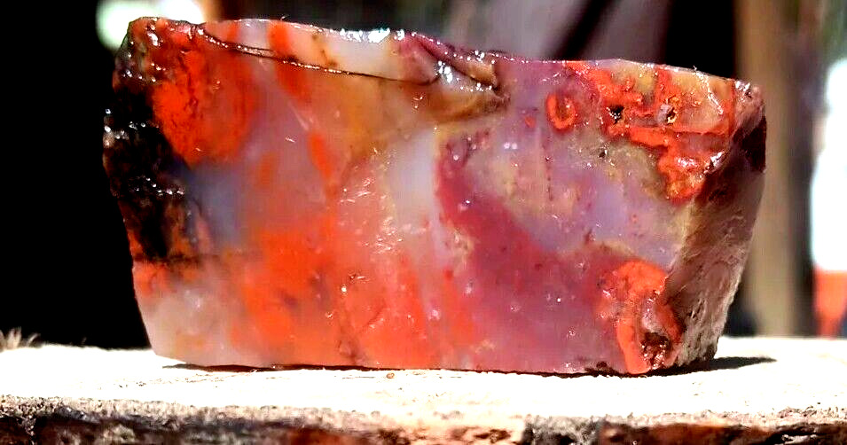 Petrified Wood Limb Cast Purple Orange Red Yellow Translucent W Inclusions
