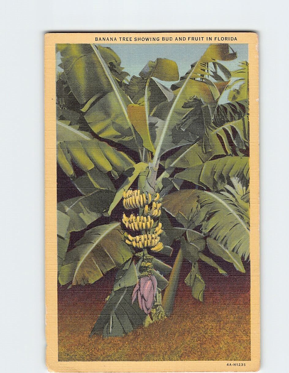 Postcard Banana Tree Showing Bud & Fruit Florida USA