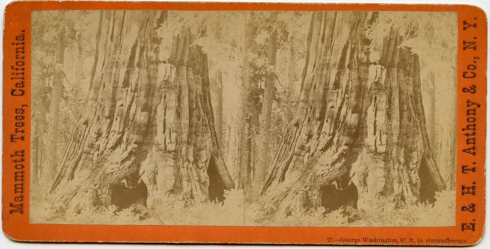 Mammoth Trees California Vintage Photo Stereoview by E. H T Anthony and Co. N.Y.