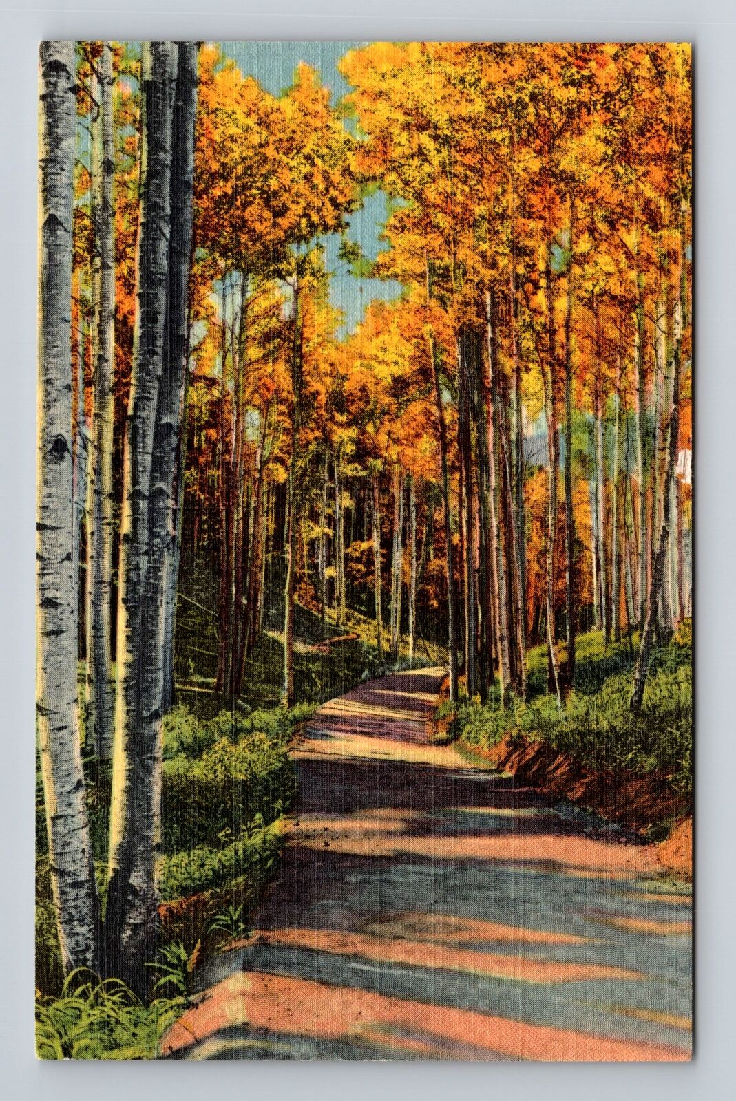 Albuquerque NM-New Mexico, The Road Through The Aspens, Vintage Postcard