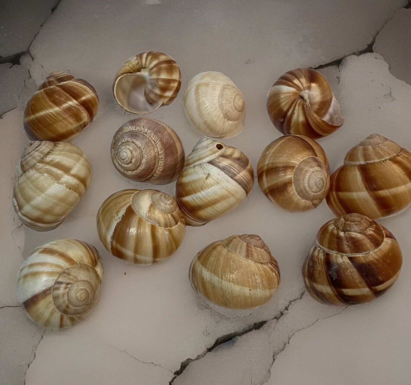Lot of 13 LARGE Natural Florida 2” APPLE SNAIL SHELLS Clean Striped Natural