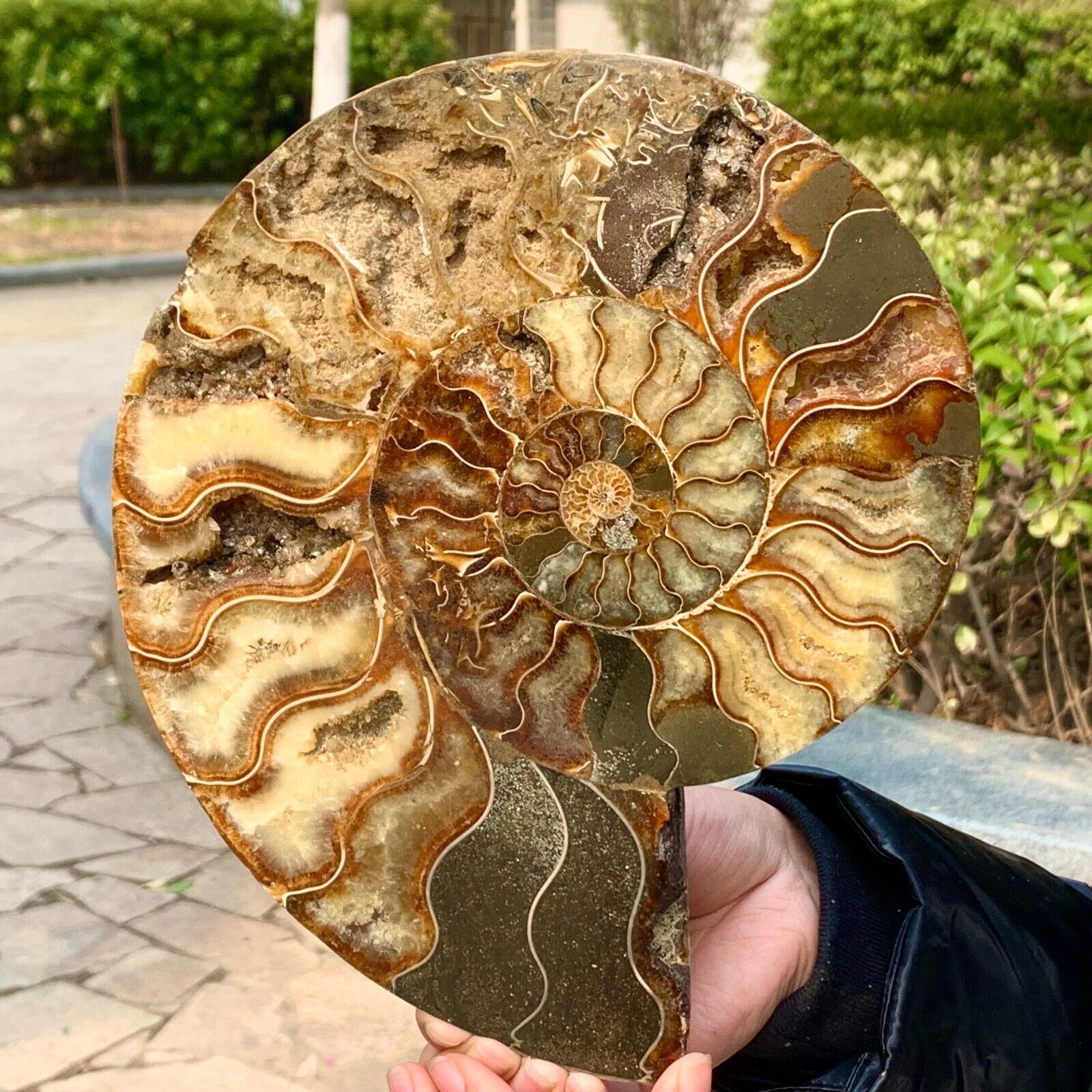 2.81LB Rare Natural Tentacle Ammonite FossilSpecimen Shell Healing Madagascar