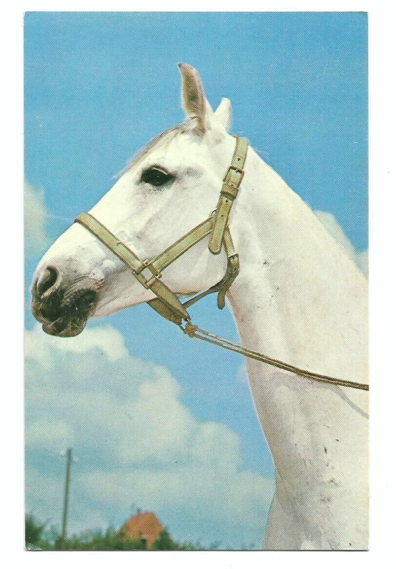 White Mare Horse Postcard East Friesland Frisia
