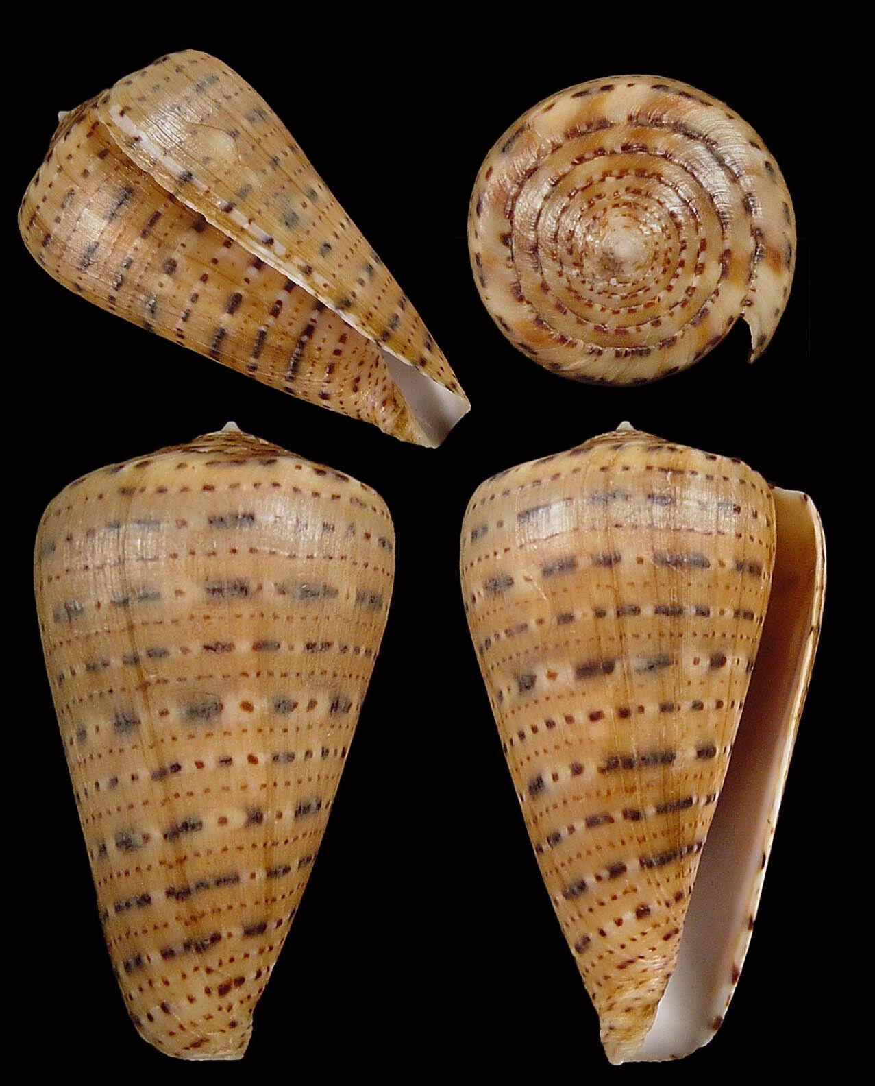 Conus genuanus  55mm, with perio, Guinea, West Africa  [52374]