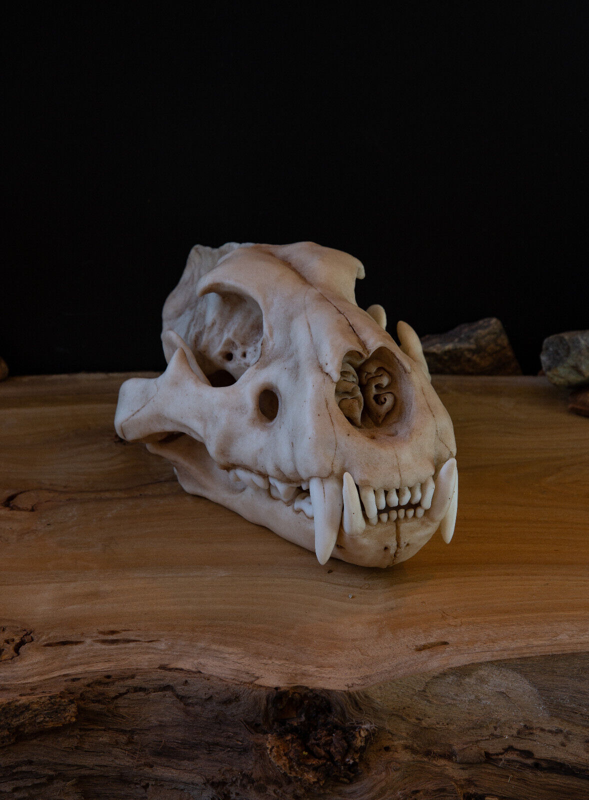 Lion Skull - Juvinile Lion - High Quality Replica - FREE world wide shipping.