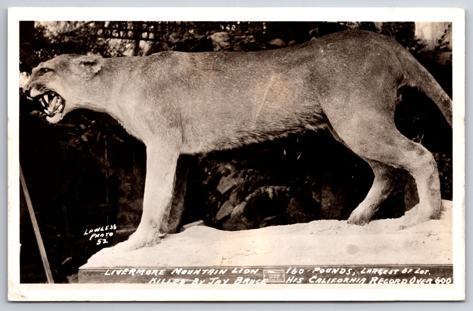 California~Mounted Livermore Mountain Lion~Killed by Hunter Jay Bruce~1940s RPPC
