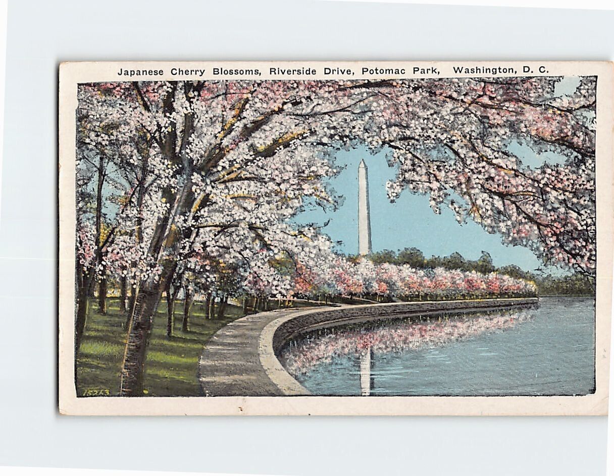 Postcard Japanese Cherry Blossoms Riverside Drive Potomac Park Washington DC