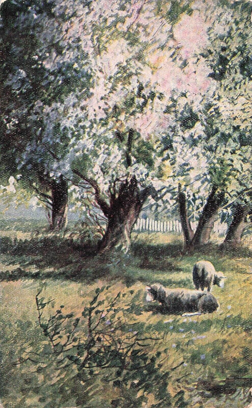 Sheep Pasture Spring Time Tree Bloom Jewett OH Ohio 1909 Cancel Vtg Postcard D65