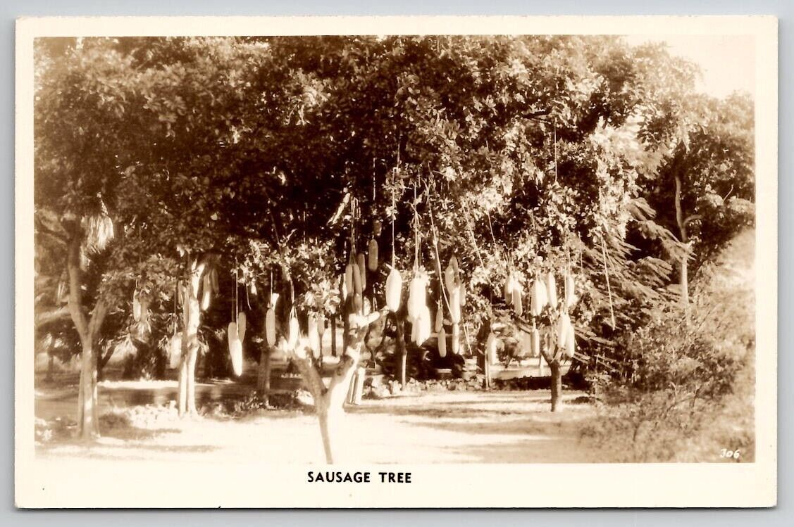 Honolulu Sausage Tree RPPC c1940 Real Photo Postcard L26