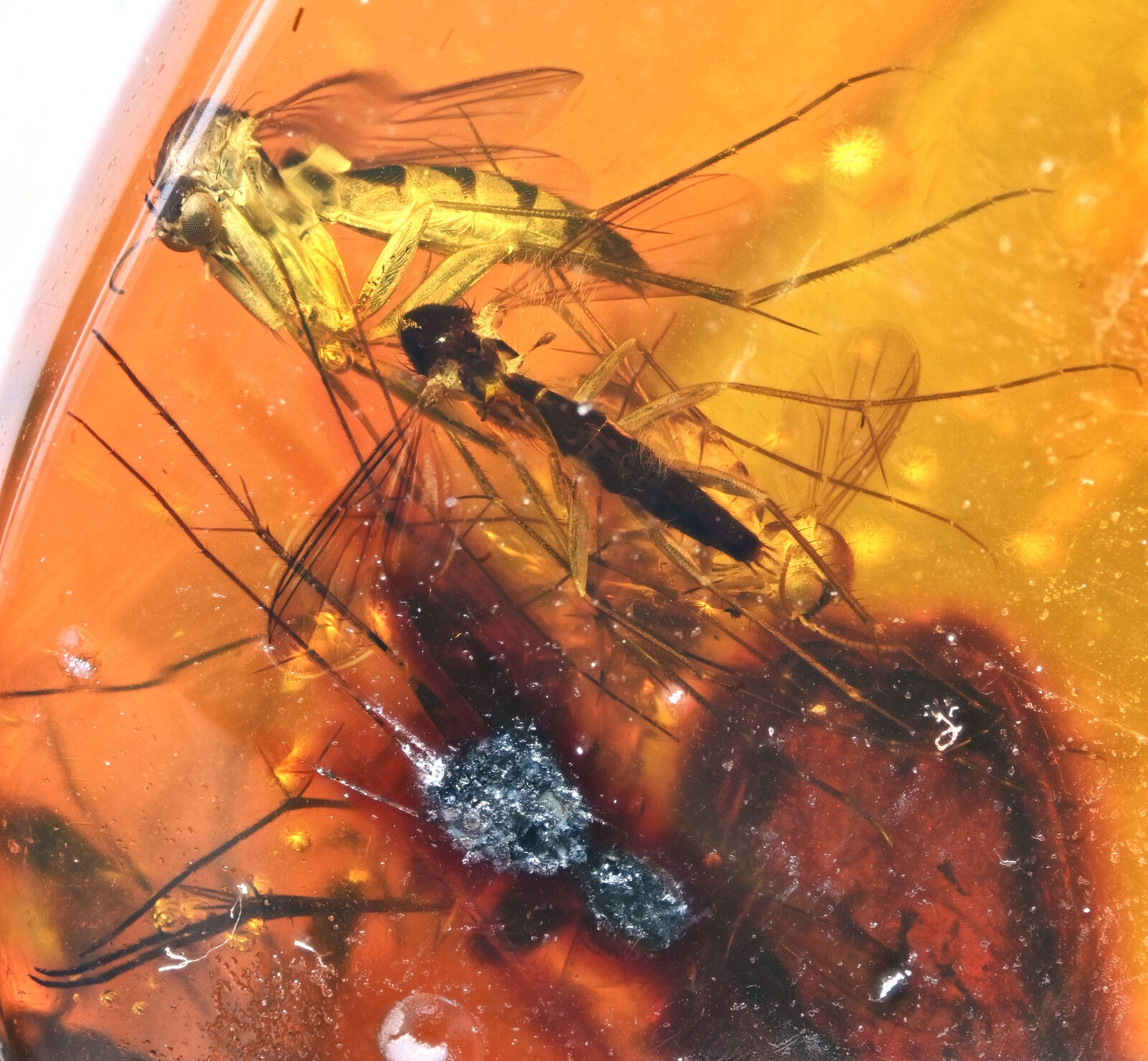 Swarm of Detailed Nematocera (Gnats), Fossil Inclusion in Dominican Amber