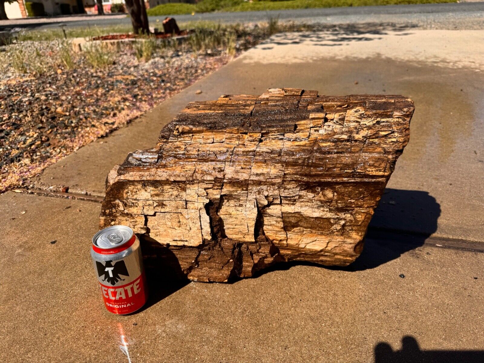 large Arizona petrified wood log fossils