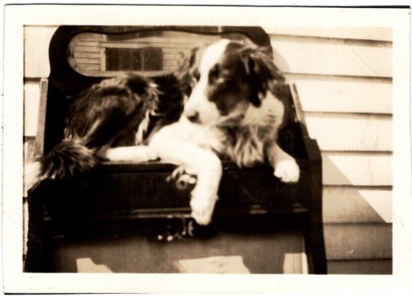 Lot of Vintage Photo\'s Large Black & White Dog Lays On Desk On Porch