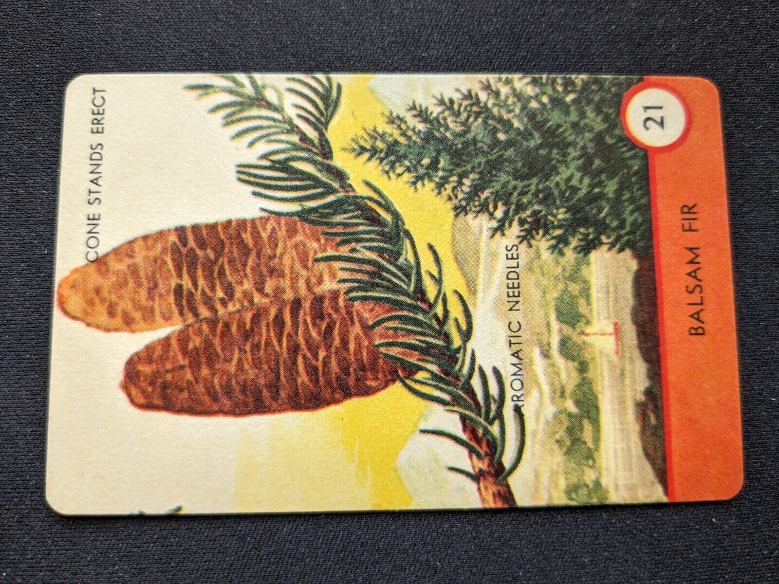 1962 Ed-U-Cards Tree Spotter Game Card  # 21 Balsam Fir (NM)