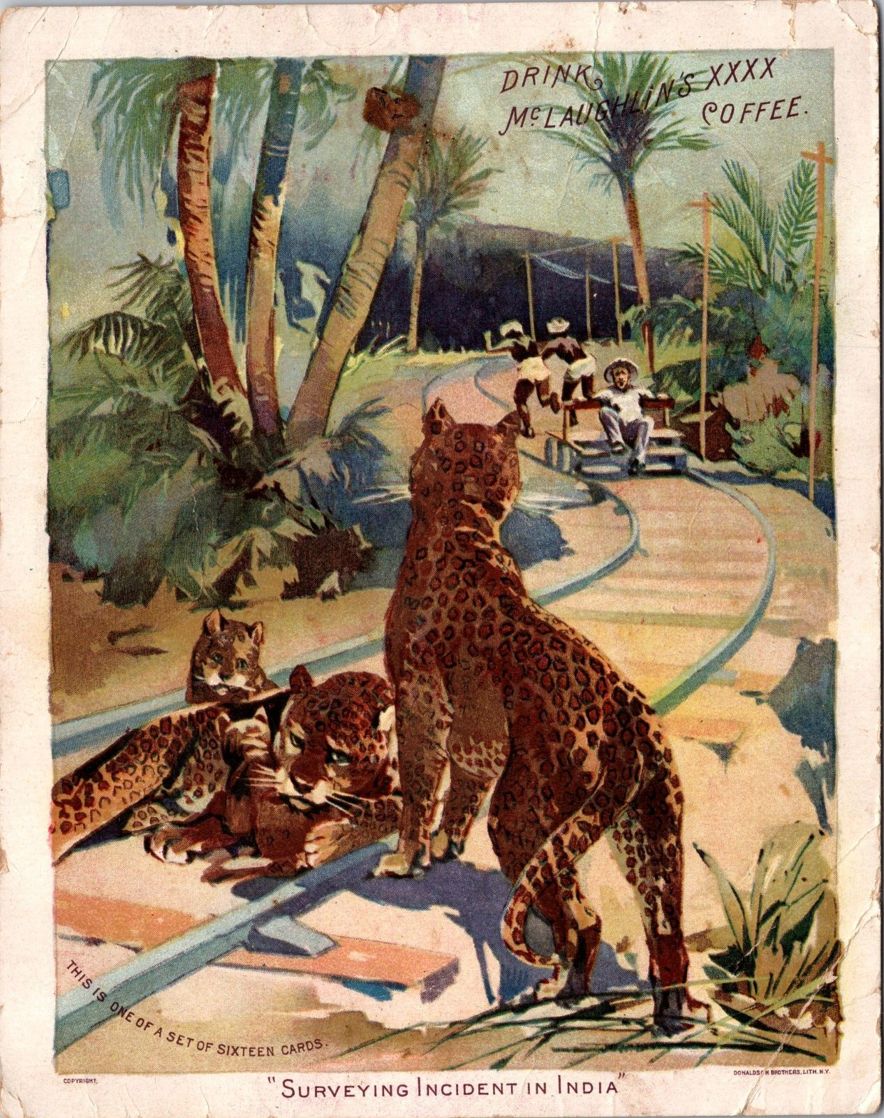 NA-060  McLaughlin\'s Coffee Indian Surveying Leopards Cats Victorian Trade Card