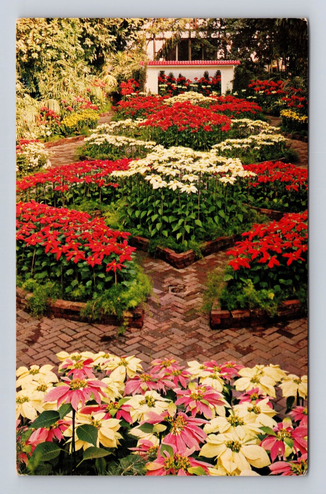 MO- Missouri, Poinsettia Show, Botanical Garden, Antique, Vintage Postcard