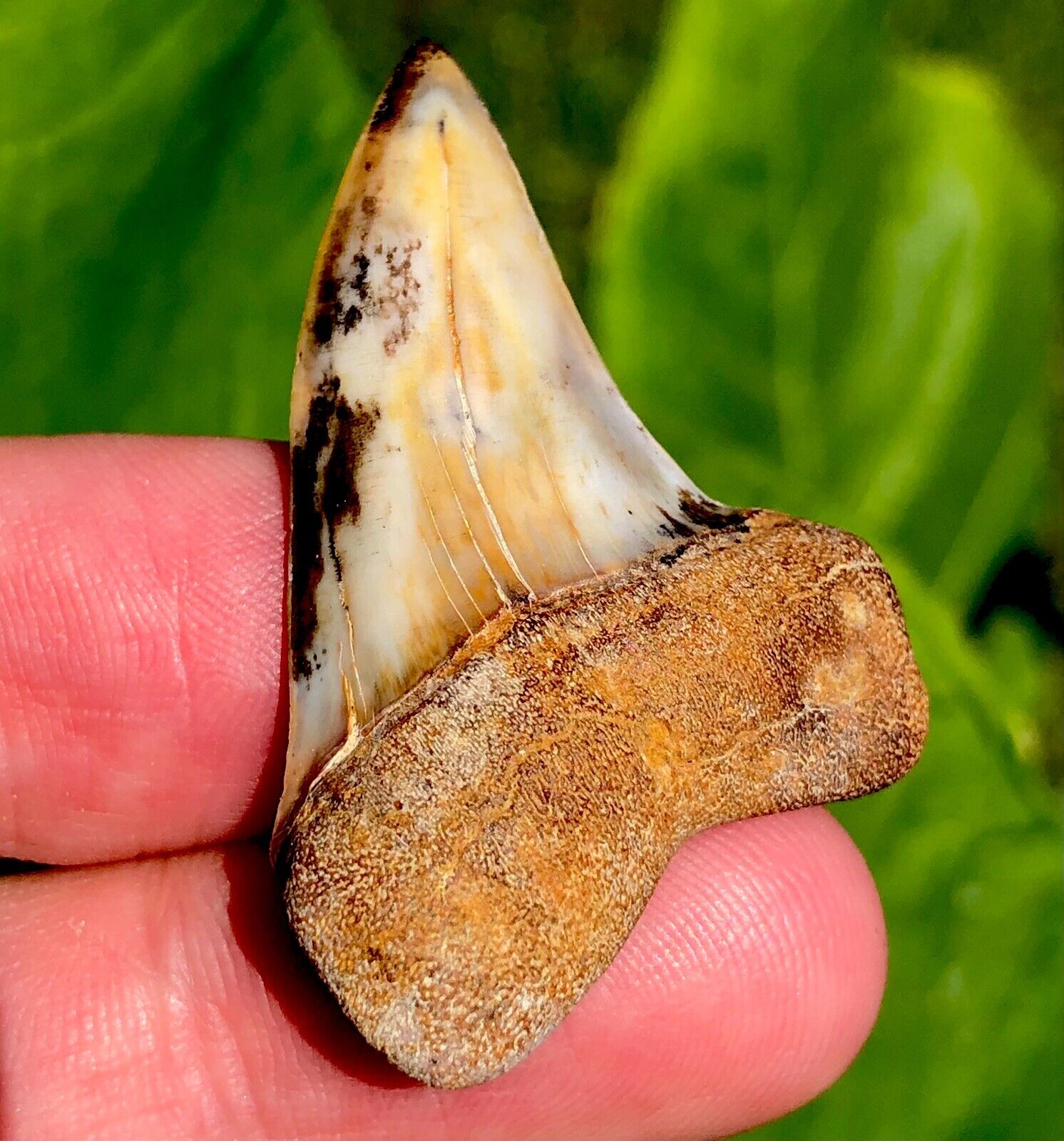 FIREZONE Bakersfield Planus Fossil Shark Tooth Hill Mako Great White Teeth Gem