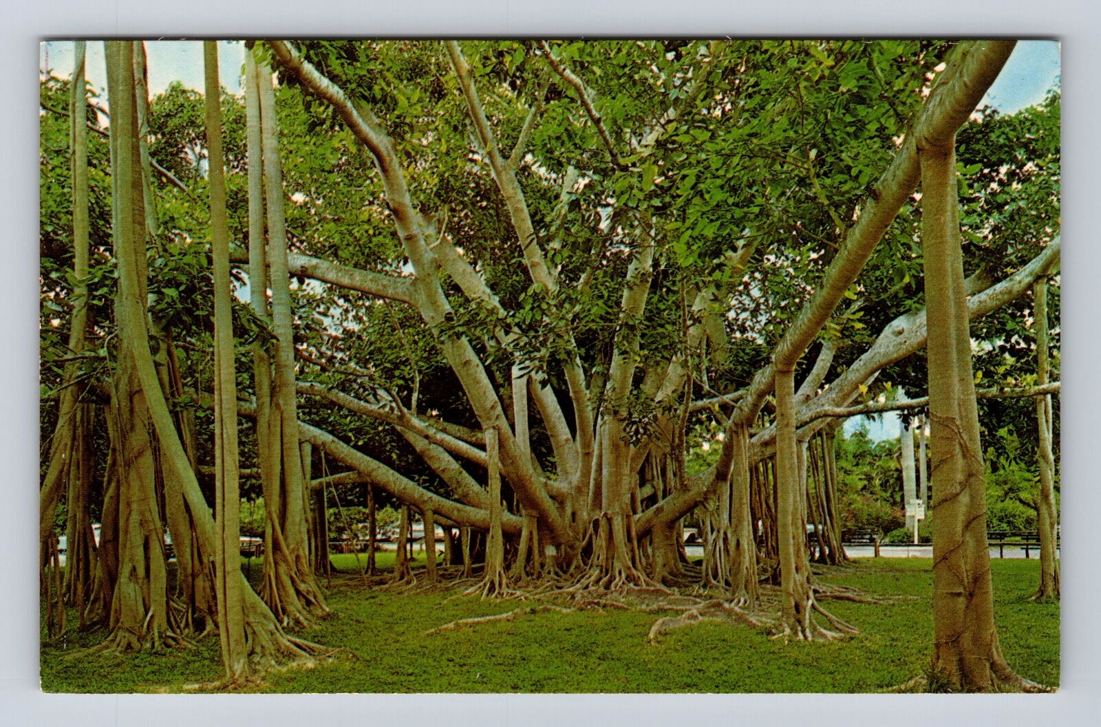 Fort Myers FL- Florida, Banyan Tree, Antique, Vintage Souvenir Postcard