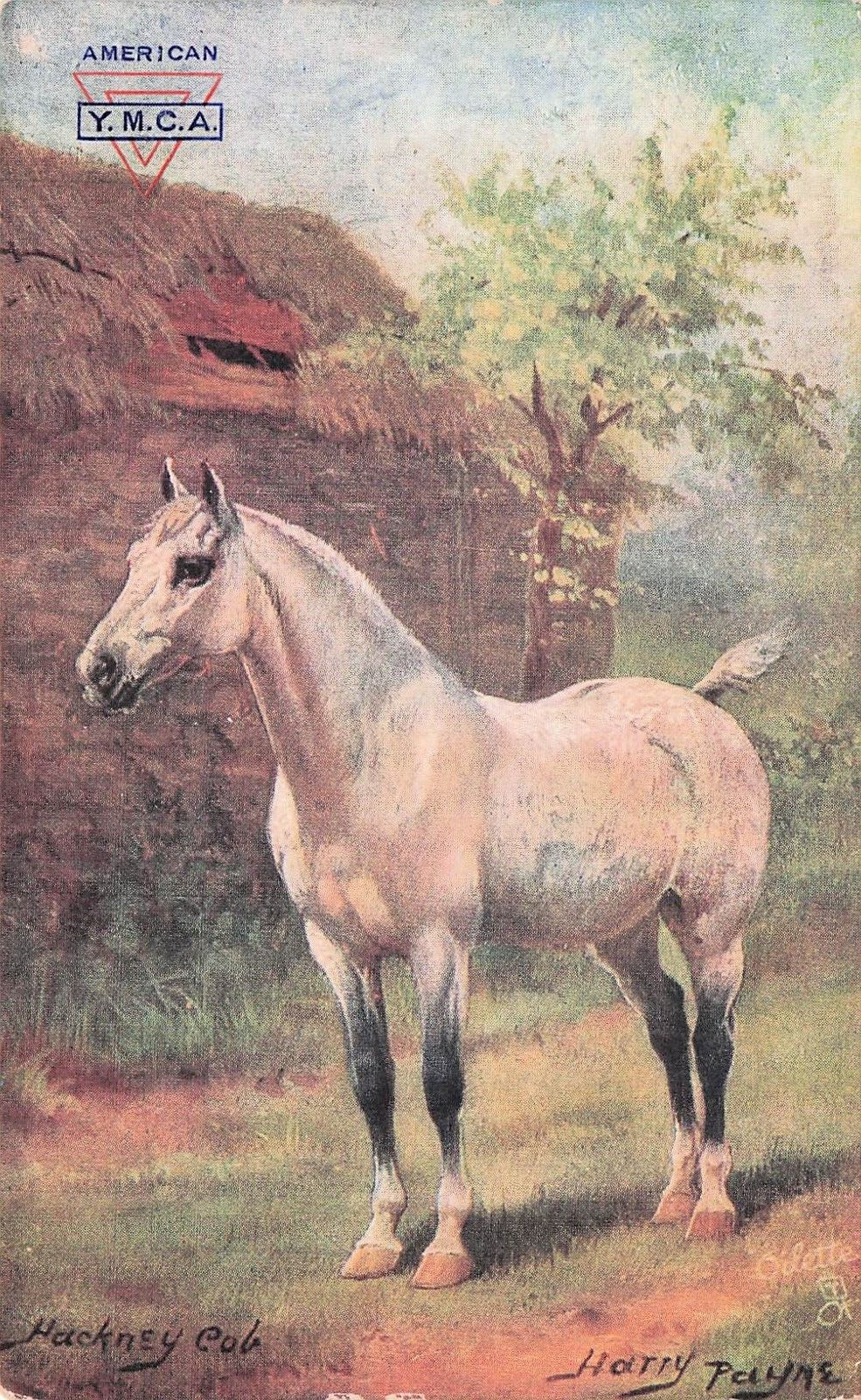 Postcard Vin (1) White Horse/Harry Payne Hackney Cob 9138 P 9/18/1910 (679)