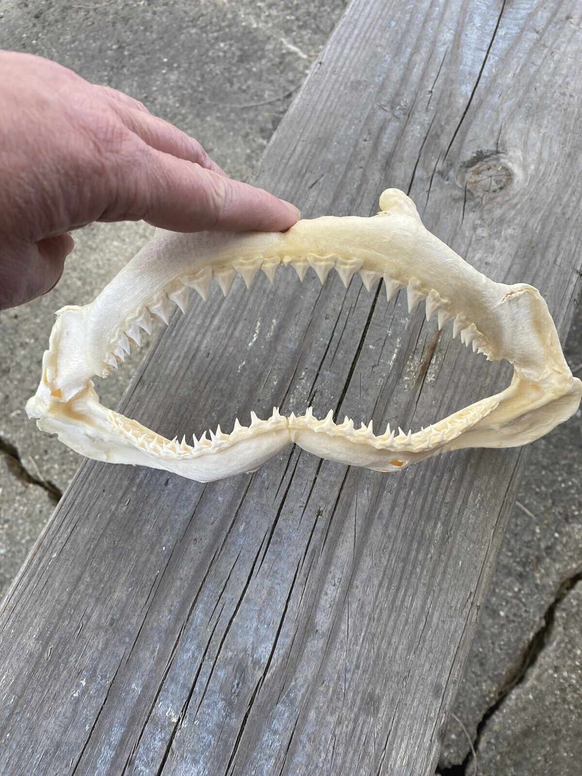 SHARKS JAW -- REAL SHARKS TEETH -- UNKNOWN SHARK -- Lots of Teeth