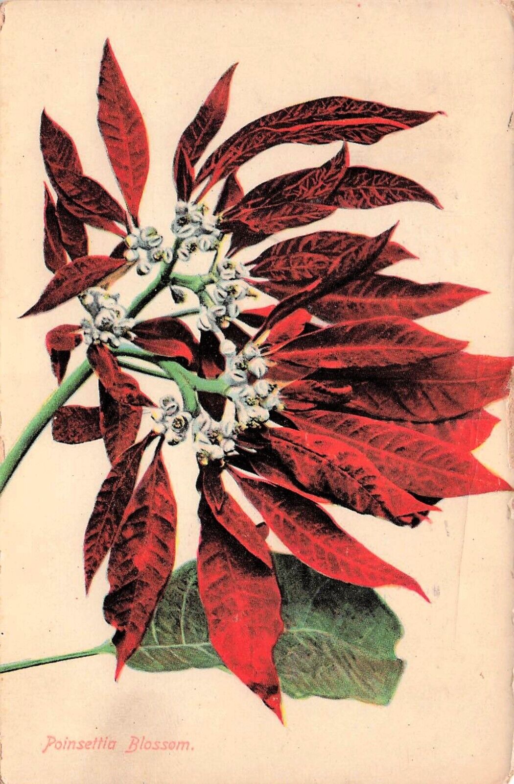 Christmas Poinsettia Blossom Botanical Flower c1908 Artist Vtg Postcard E1