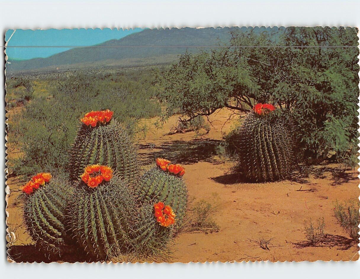 Postcard Barrel Cactus On The Desert