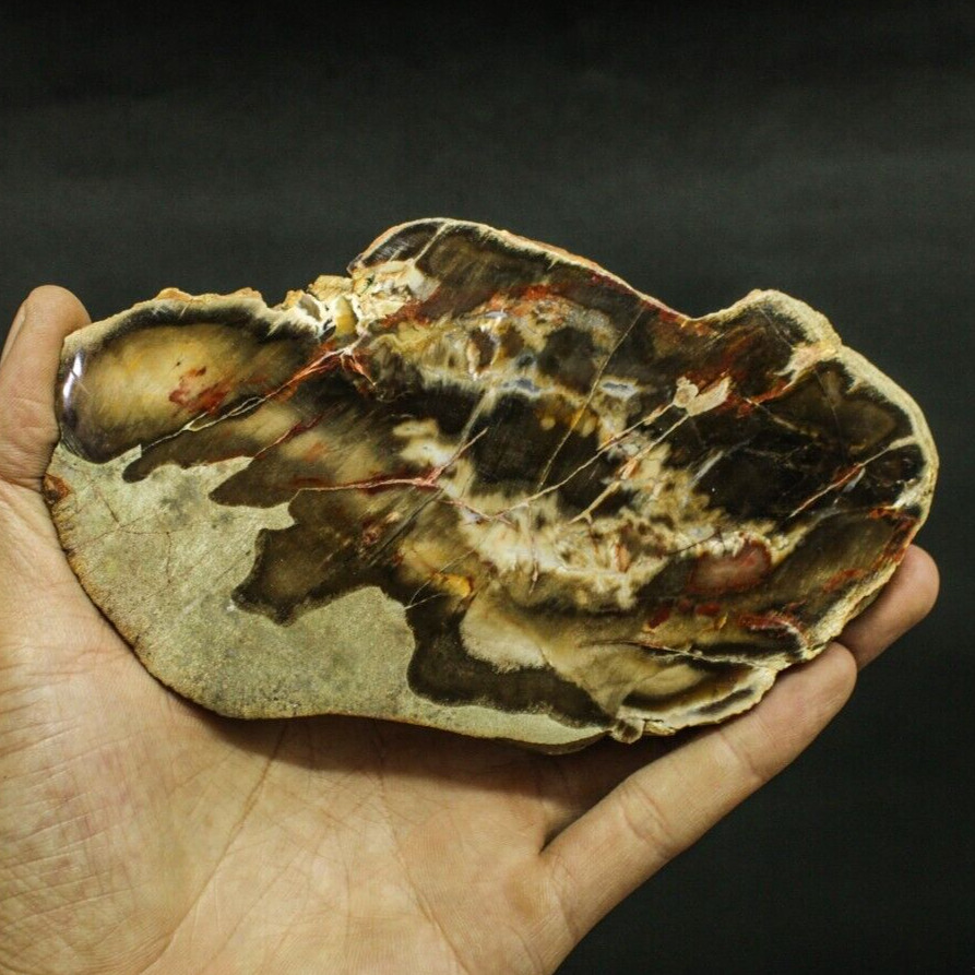 57Gr Top Natural Petrified Wood Mineral Slab Multicolor Specimen Slice