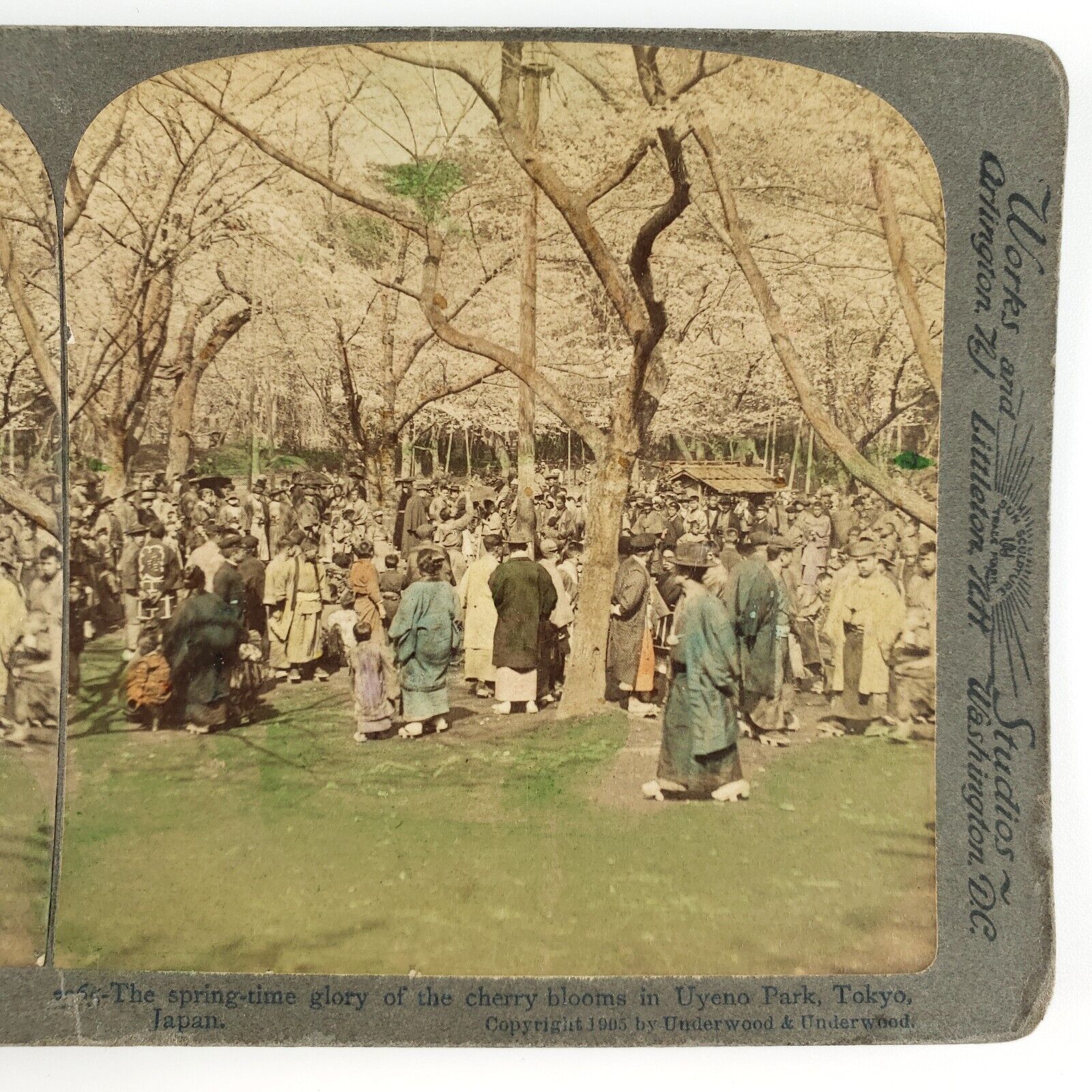 Ueno Park Cherry Blossoms Stereoview c1905 Tokyo Japan Tinted Trees Photo A1823