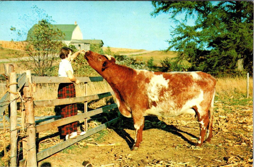 South Lyon, MI Michigan  GREETINGS~GIRL FEEDING COW  Oakland County  Postcard