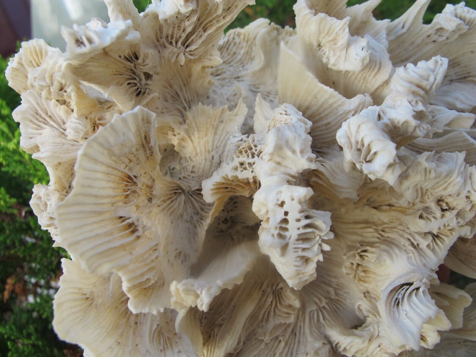 Vintage real branch coral specimen sacred stone Large reduce stress wealth 456g