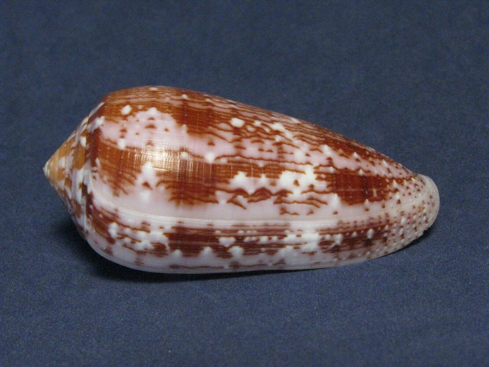 Conus floccatus Sowerby I, 1841 \