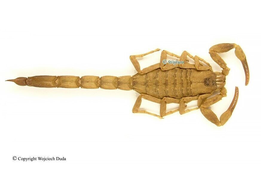 Mesobuthus martensii, nice scorpion
