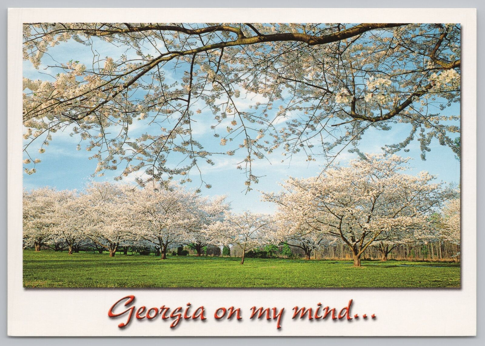 Georgia~Spring Blooms~Peach Orchard~Continental Postcard