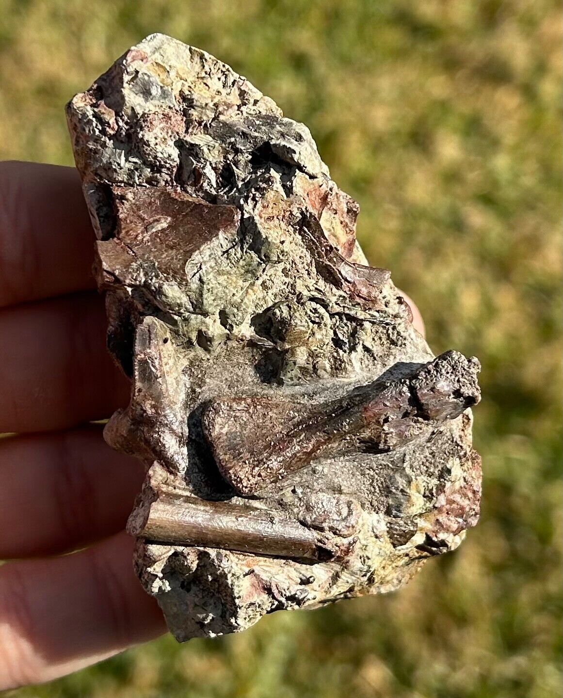 RARE Secodontosaurus Spine & Diplocaulus Humerus Fossils in Rock Permian Waurika