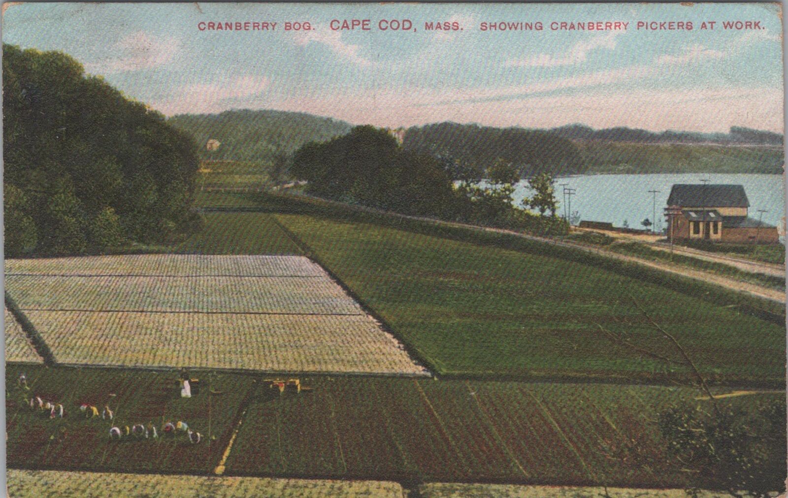 Cranberry Bog Cape Cod Massachusetts Showing Cranberry Pickers at Work Postcard