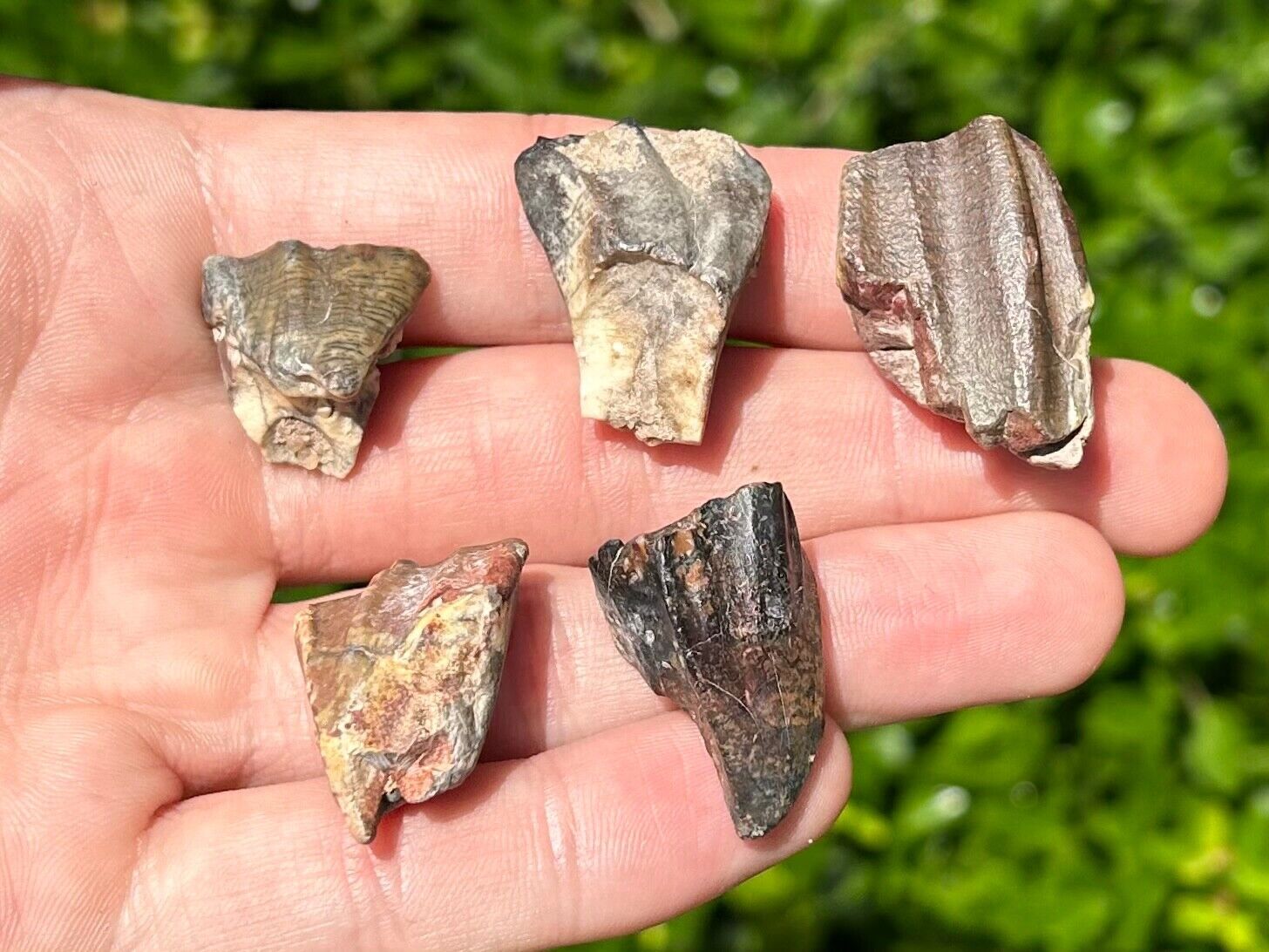 Ouranosaurus Dinosaur Teeth LOT OF 5 Fossils from Niger Elrhaz Fm Cretaceous Age