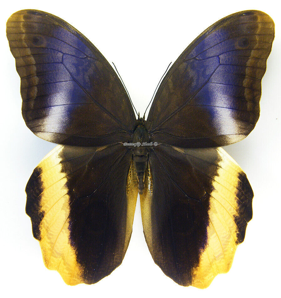 Unmounted Butterfly / Nymphalidae - Caligo atreus atreus, male, Colombia,...