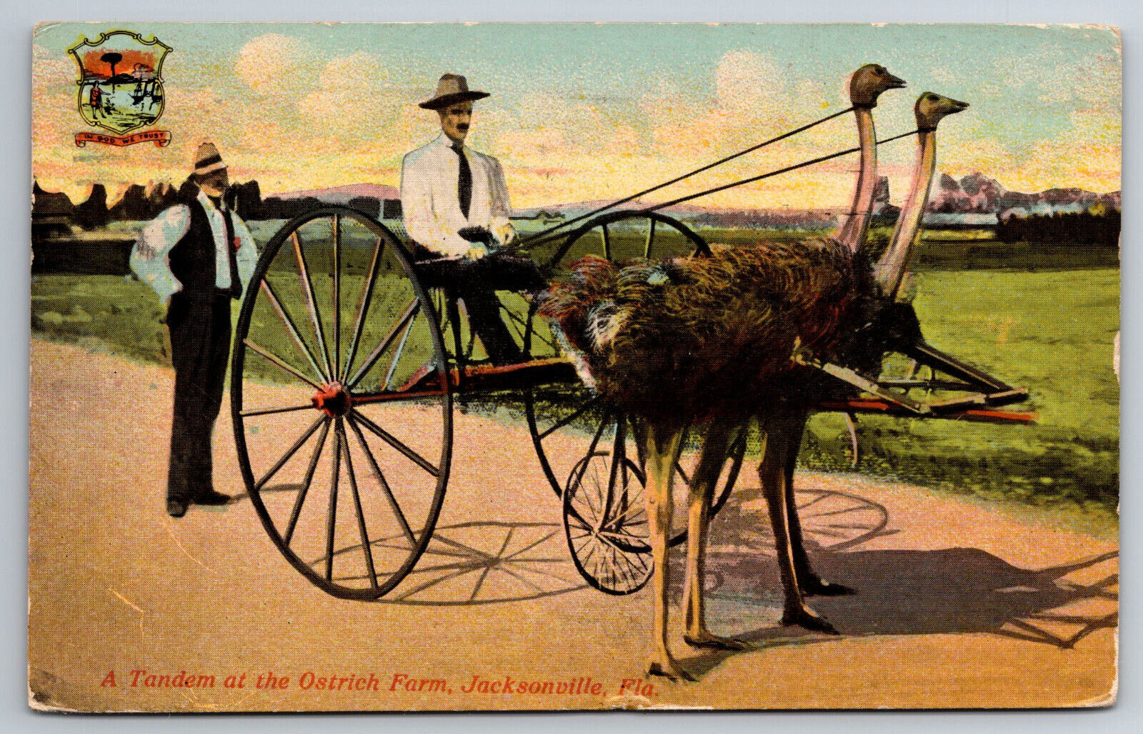 Vintage Postcard FL Jacksonville Tandem Ostrich Pulling Cart Man c1914 ~7148