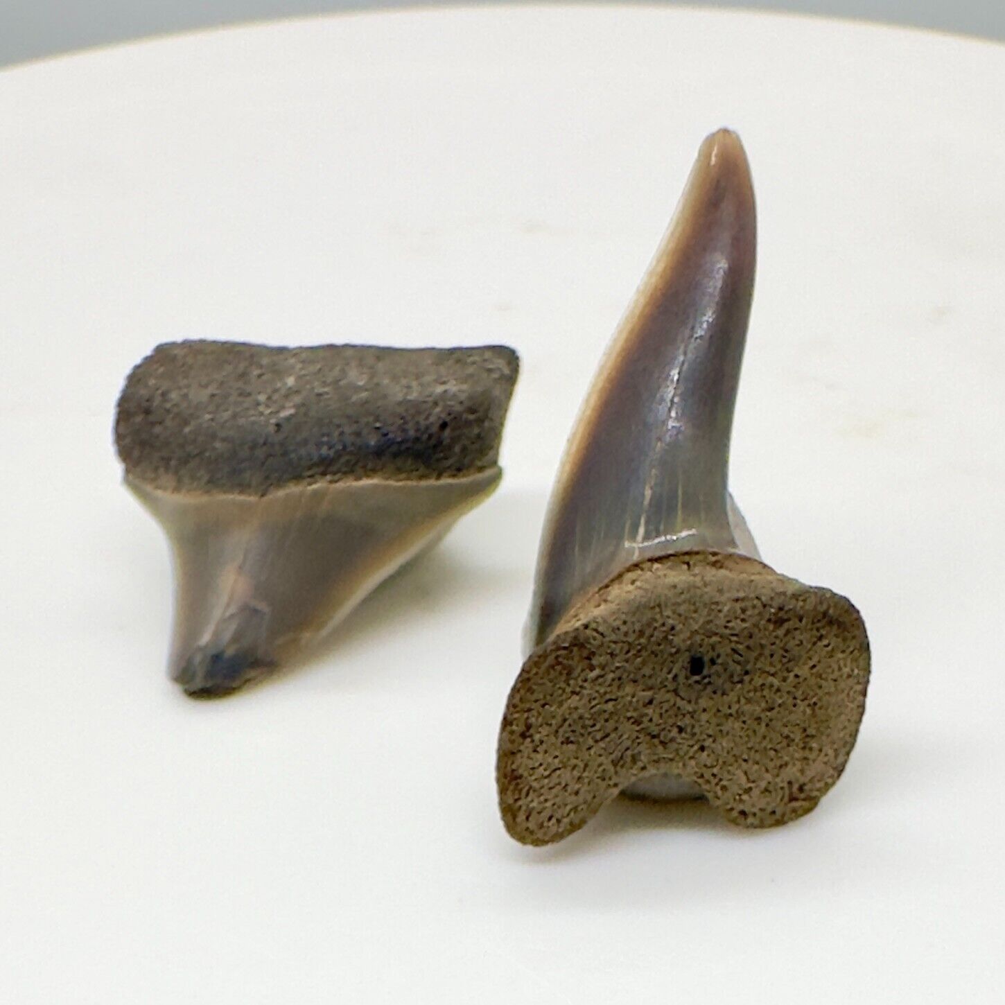 Pair of Rare Fossil EXTINCT XIPHODOLAMIA ENSIS Teeth - Egem, Belgium