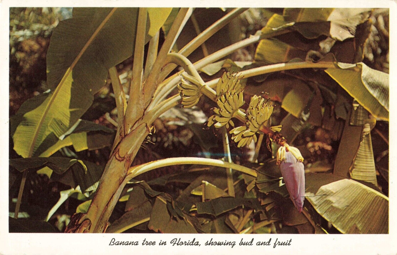 Sarasota FL Florida, Banana Tree Showing Bud & Fruit, Vintage Postcard