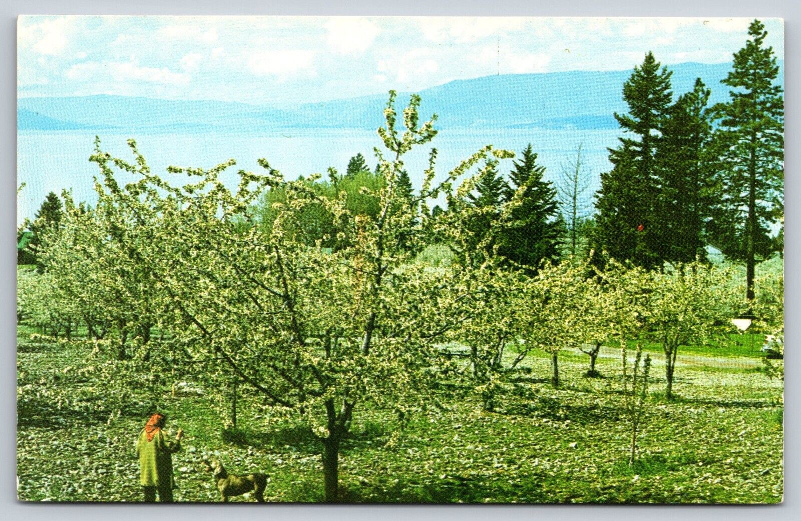Postcard Montana Flathead Lake Cherry Orchard 4K