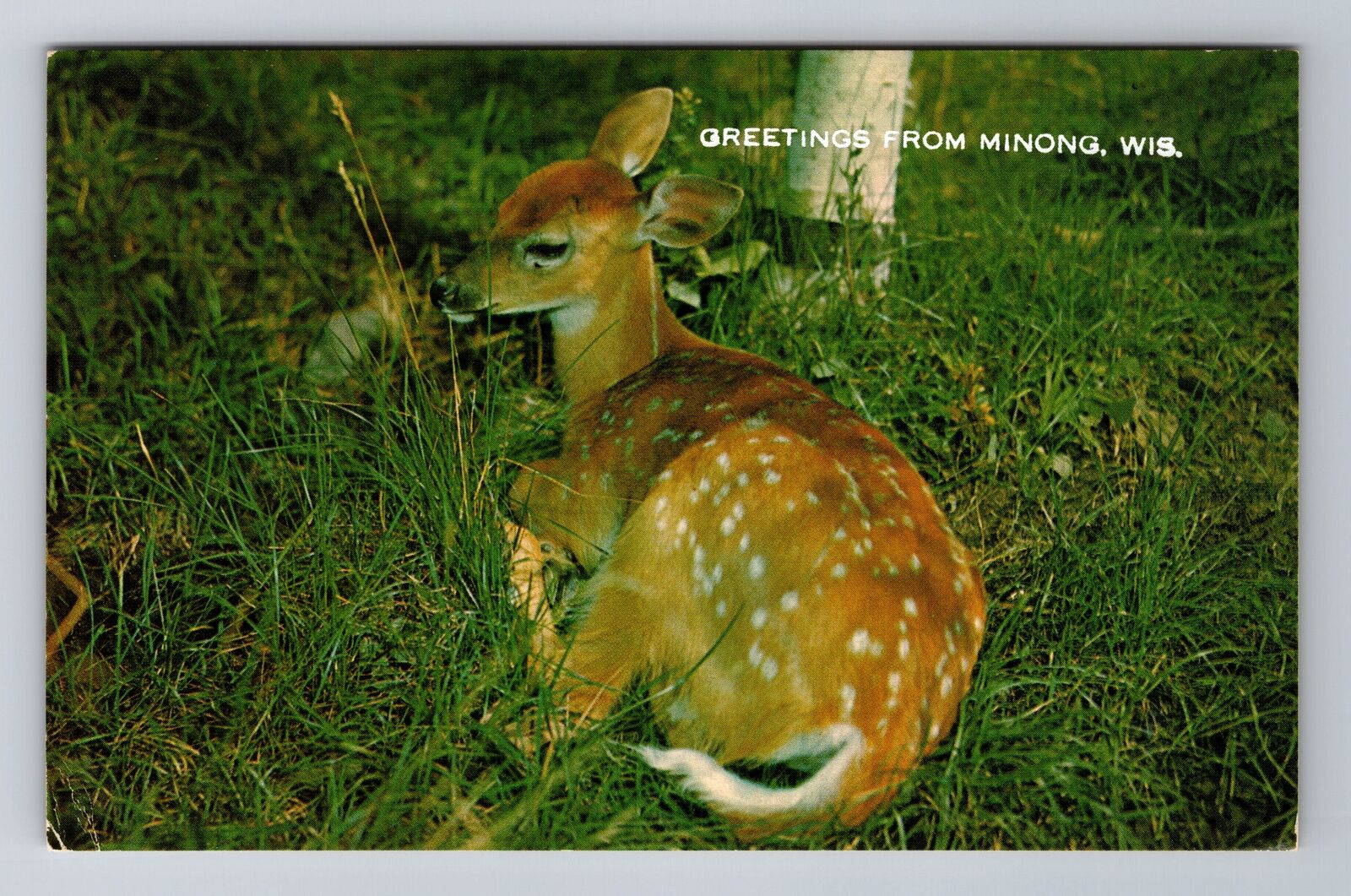 Minong WI-Wisconsin, General Greetings, Baby Deer, Antique Vintage Postcard