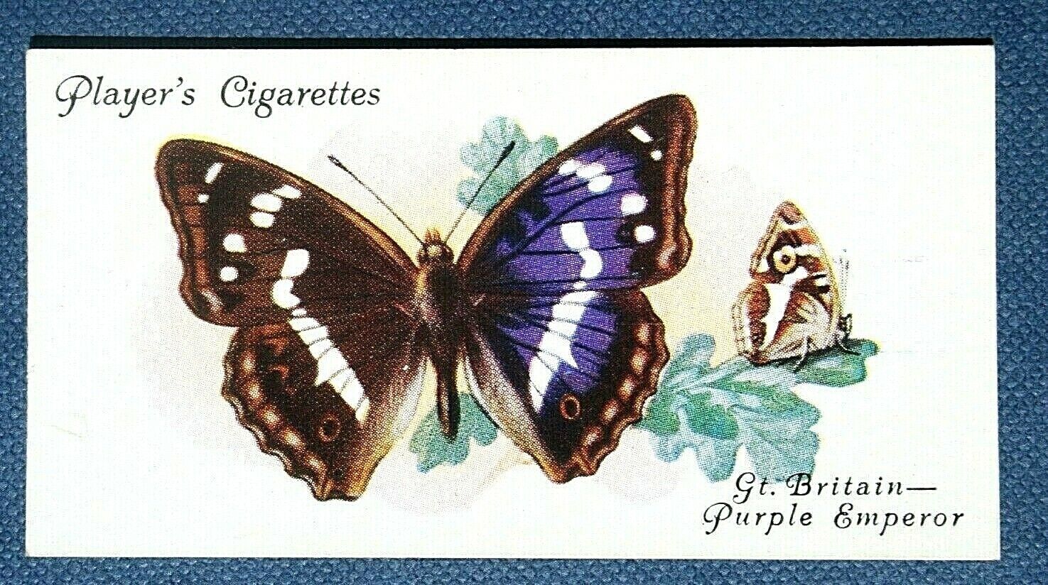 PURPLE EMPEROR  Butterfly  Vintage 1930\'s  Illustrated Card  RC05M