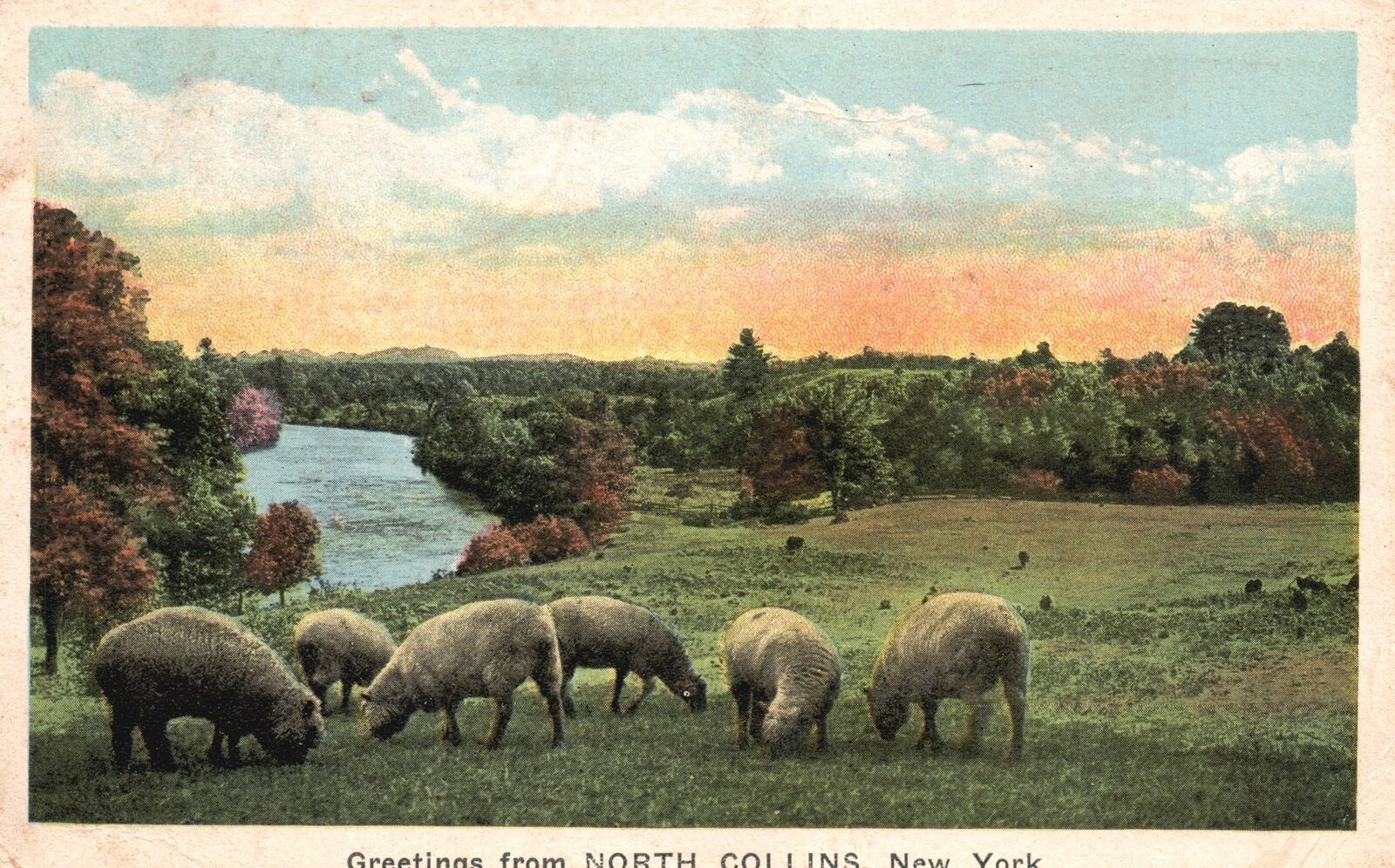 Vintage Postcard Pastoral Flock Greetings From North Collins New York NY