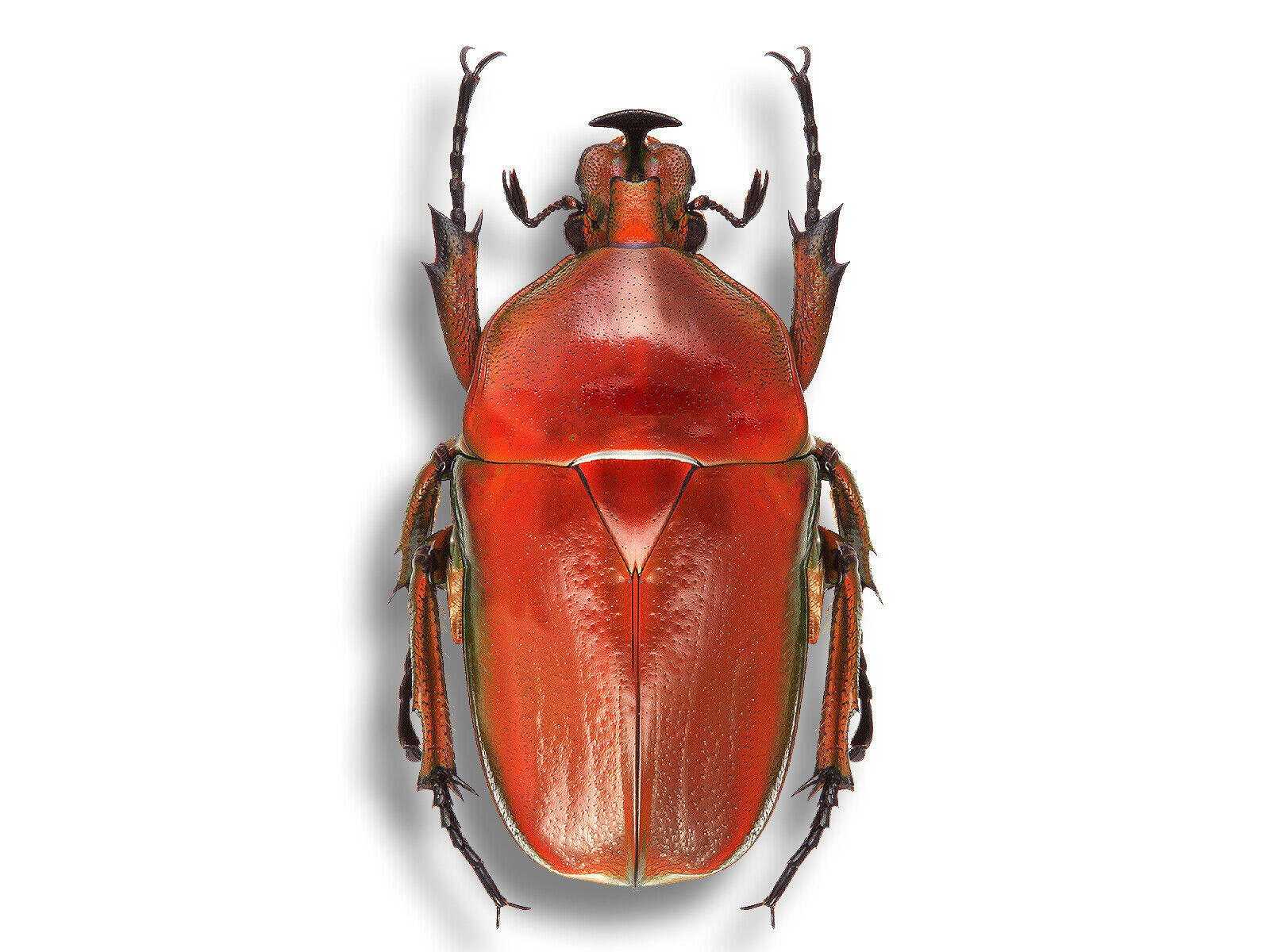 RARE Cetoniidae Trigonophorus rothschildi RED Form Beetle Unmounted USA